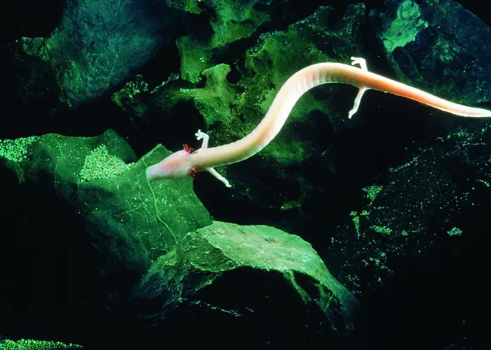 Klik ホームステイ